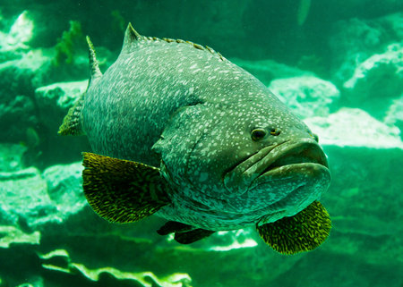 Aquarium fish