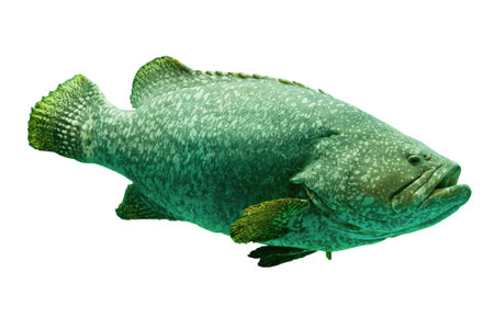Aquarium fish isolate on whiteの写真素材
