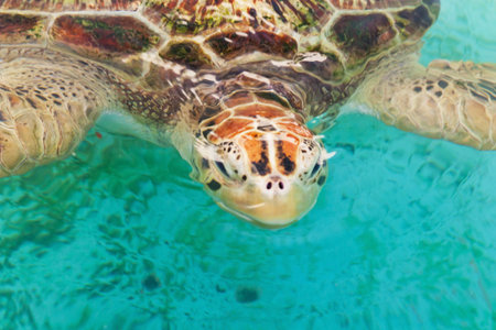Tortle in a aquarium parkの写真素材