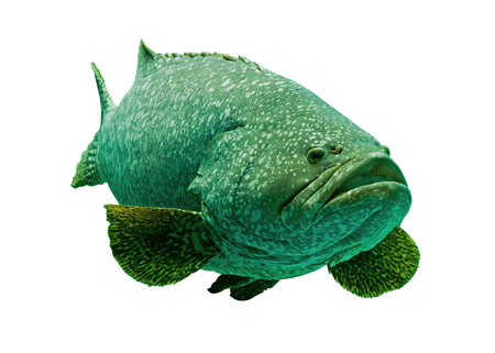 Aquarium fish isolate on whiteの写真素材