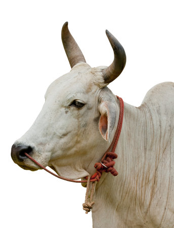 Ox in a garden isolate on whiteの写真素材