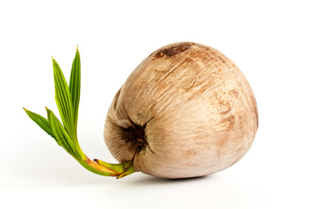 Coconut fruit go to tree