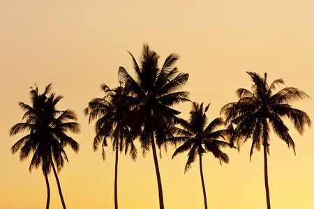 Coconut tree silhouetteの写真素材