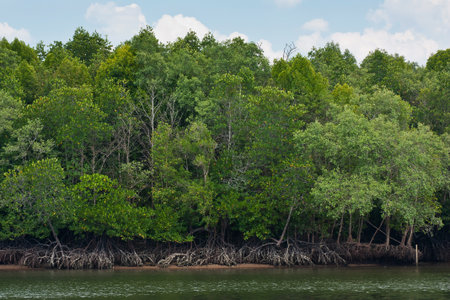 Mangrove forestの写真素材