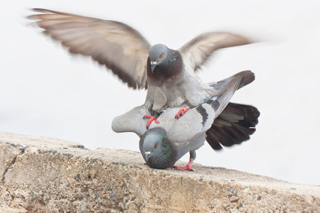 Pigeon in loveの写真素材