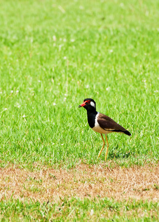 Red wattled lapwing birdの写真素材