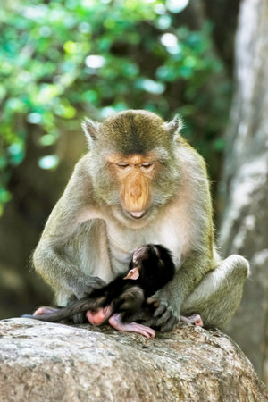 Monkey mom with baby