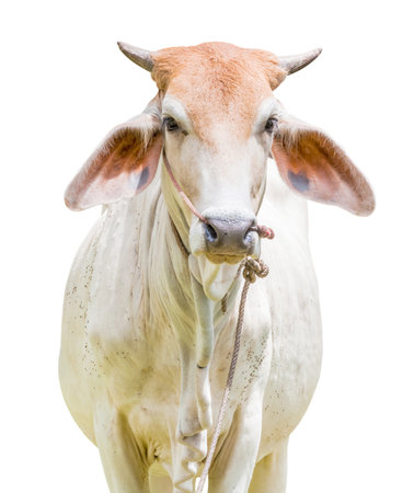 Cow isolated on white backgroundの写真素材
