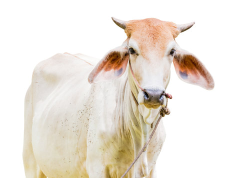 Cow isolated on white backgroundの写真素材