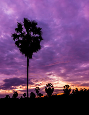 Palm tree on twilight time in Thailand Asiaの写真素材