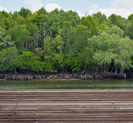Mangrove forest and wood way in Thailandの写真素材