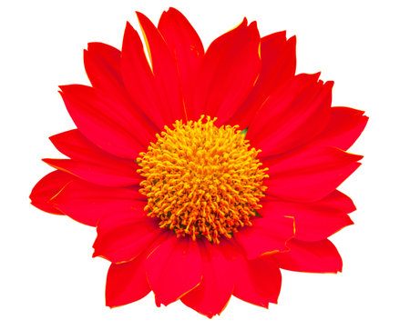 Red golden flowers isolated on white backgroundの写真素材