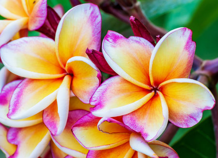 Beauty flower of temple in Thailand Asiaの写真素材