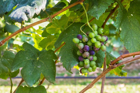 Grapes fresh fruit in gardenの写真素材