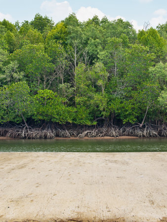 Mangrove forest with walk way in Thailandの写真素材