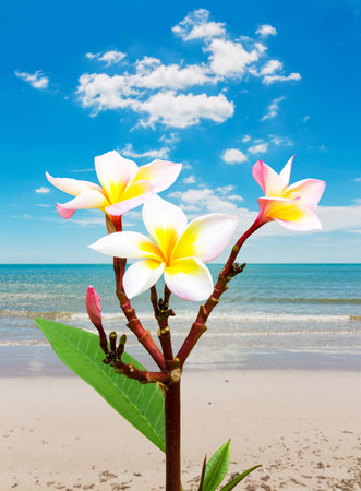 Leelawadee flower vacation at beach in Thailandの写真素材