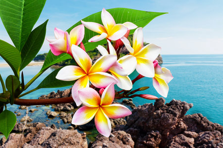 Leelawadee flower at beach on daylightの写真素材