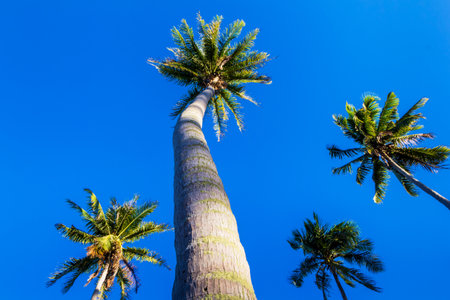 Coconut tree and blue sky on daylight