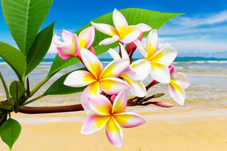 Leelawadee flower at clean beach in Thailandの写真素材
