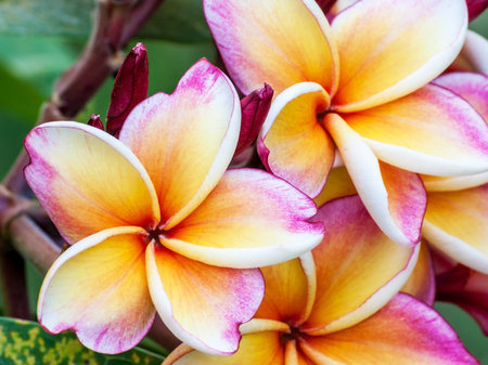 Leelawadee beauty flower in Thailandの写真素材