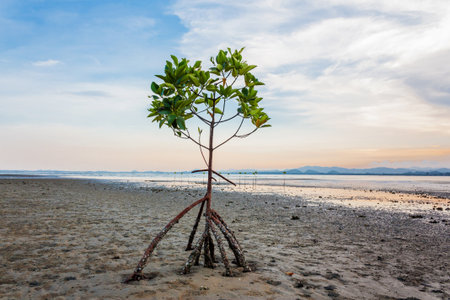 Mangrove tree on twilight time in Thailand Asiaの写真素材