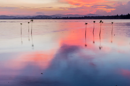 Mangrove tree on twilight time in Thailand Asia