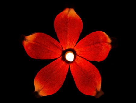Flower lamp with black background