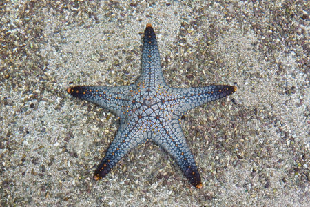 Starfish with sand stone in aquarium