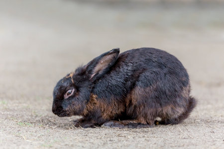 Black rabbit at zoo animals summer season in Thailand Asiaの写真素材