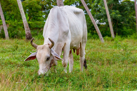 Cow live in garden animal farm, Thailand Asia