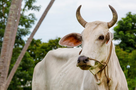 Cow live in garden animal farm, Thailand Asiaの写真素材