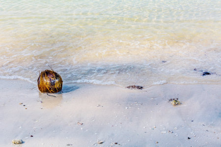 Coconut fruit waste at beach on daylight in Thailand Asiaの写真素材