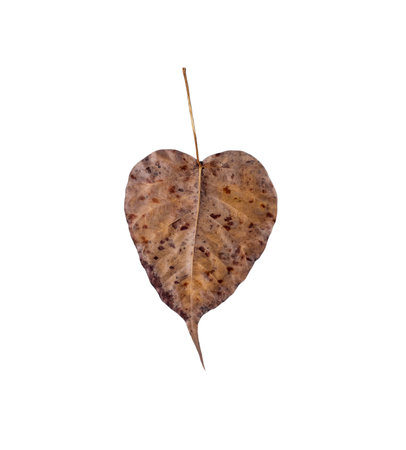 Dry Bodhi leaves isolate on white backgroundの写真素材