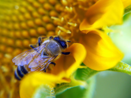 Bee with sunflowerの写真素材