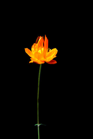 Wildflowers