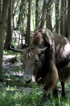 Cow in the forestの写真素材