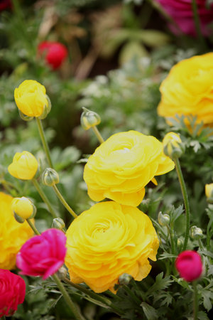 Flowersの写真素材