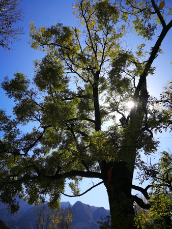 trees under the blue sky