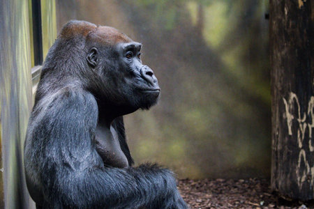 The western lowland gorilla (Gorilla gorilla gorilla gorilla)