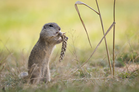 European ground squirrel (Spermophilus citellus) eating a corn.の写真素材