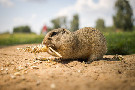 Cute European ground squirrel (Spermophilus citellus)の写真素材