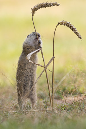 European ground squirrel (Spermophilus citellus) eating a stick.