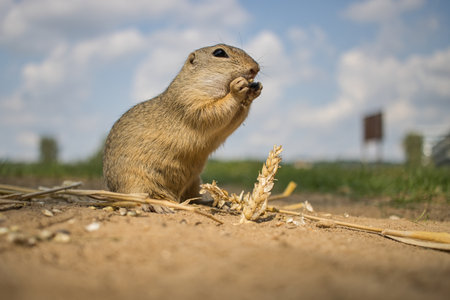 European ground squirrel (Spermophilus citellus) eating corn.