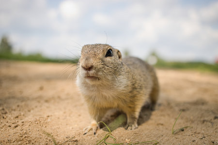European ground squirrel (Spermophilus citellus) is a species of rodent in the family Sciuridae.の写真素材