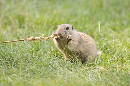 European ground squirrel (Spermophilus citellus) eating a stickの写真素材