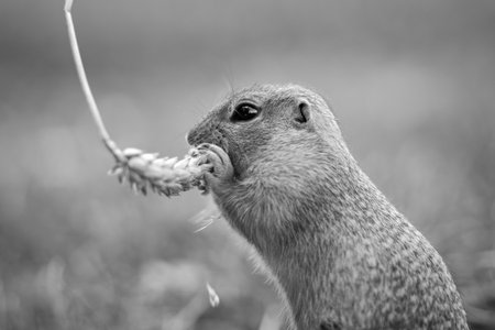 Black and white photo of a cute European ground squirrel eating a stick