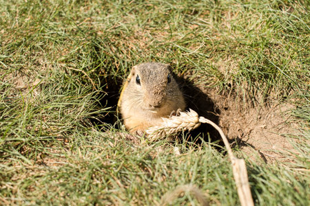 European ground squirrel (Spermophilus citellus) in its natural habitat