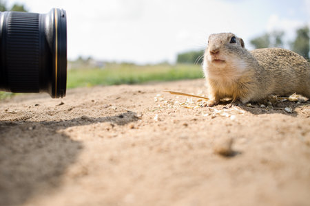 Prairie dog eating on the ground.の写真素材