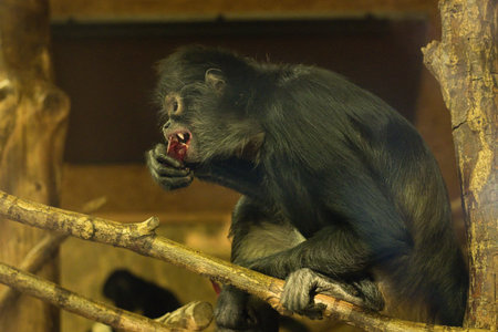 monkey eats beetroot on tree in zoo Praha