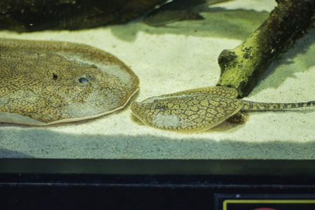 Close up view of a pair of stingrays in an aquarium.の写真素材